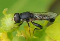 Syritta-pipiens